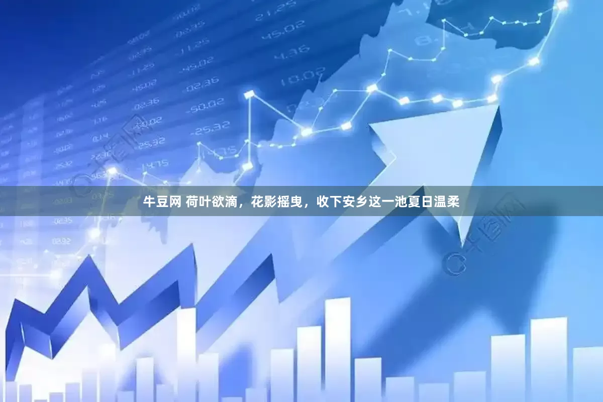 牛豆网 荷叶欲滴，花影摇曳，收下安乡这一池夏日温柔